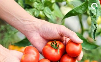QuicKart UAE Bridges the Farm-to-Table Gap, Delivering Truly Fresh Produce to UAE Homes Within Hours of Harvest