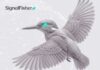 SignalFisherتطلق هويتها الجديدة و تصبح «Bug Bounty Switzerland